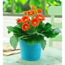 1 Dozen Orange Gerbera in a Vase